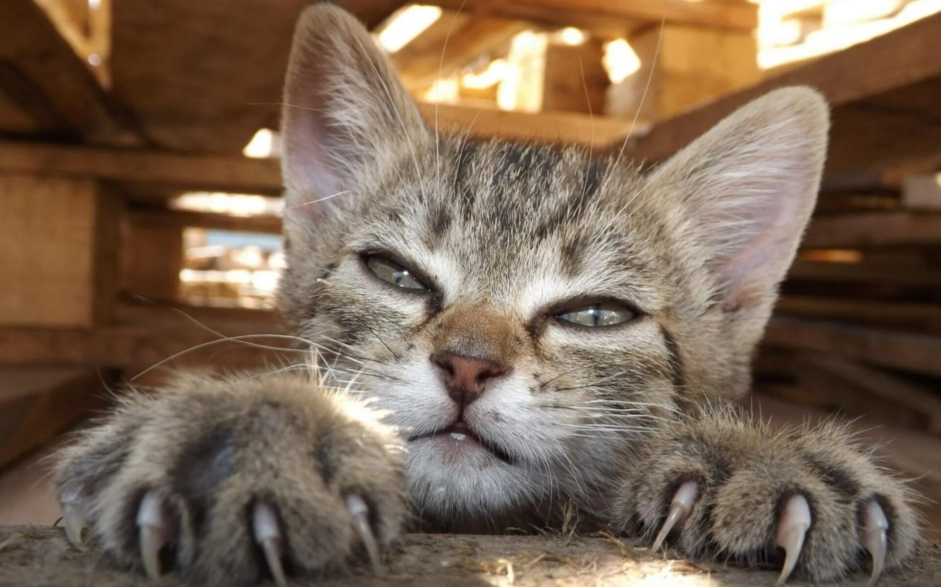 Почему коты выпускают когти. Кошачий коготь. кошка выпускает когти.