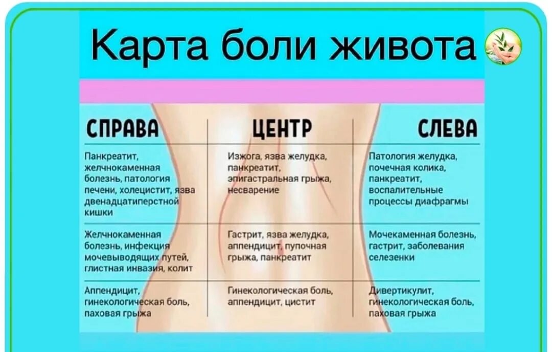 Что находится справа от желудка