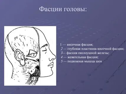 Область лица и шеи