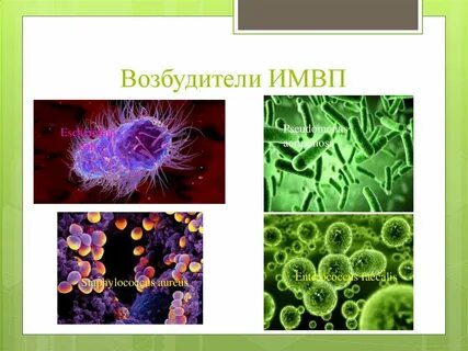 6 возбудитель