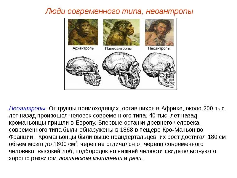 Объем мозга человека прямоходящего. Этапы эволюции человека: архантропы, Палеоантропы, Неоантропы.. Люди современного типа Неоантропы. Неантропы Палеоантропы. Эволюция современного человека.