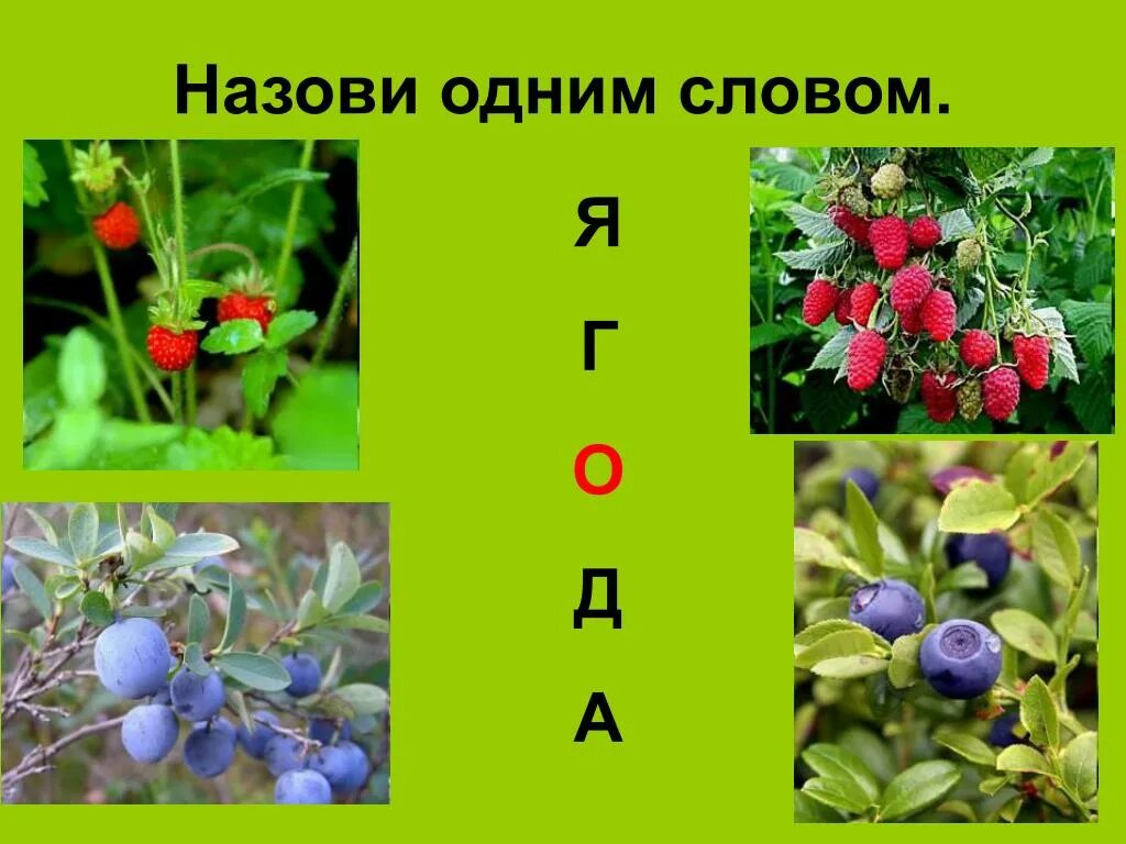 Небольшие сочные плоды кустарников. Поговорки про ягоды. 3 предложения со словом ягода. Словарная работа со словом ягода. Ягоды + синонимы.