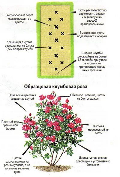 На каком расстоянии сажать цветы. Схема посадки плетистой розы. Схема чайно гибридной розы. Схемы посадки роз флорибунда.