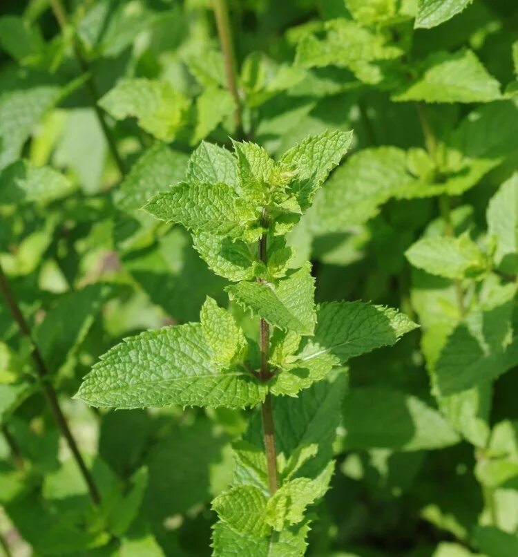 Трава пахнущая мятой. Мята (Mentha) Moroccan. Mentha spicata Moroccan. Мята marokkanische Minze. Мята перечная лимонная.