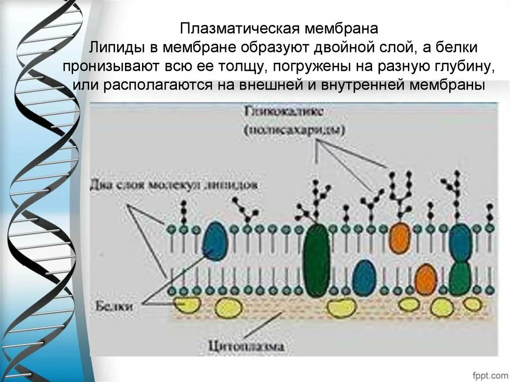 Плазматическая мембрана клетки состоит. Схема строения мембраны клетки. Схема строения плазматической мембраны. Цитоплазматическая мембрана и гликокаликс. Клеточная мембрана строение гликокаликс.