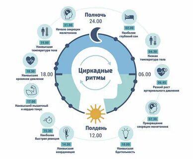 Ритмы тела человека