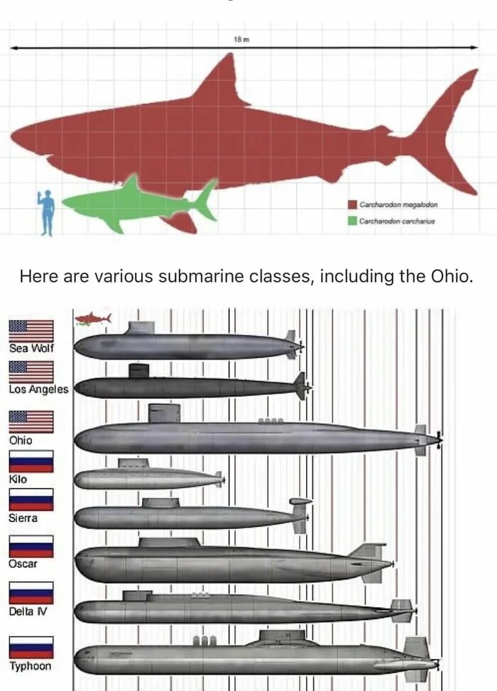 Subs size. Субмарина какого размера\. средние размеры мегаладон. assorted subs.