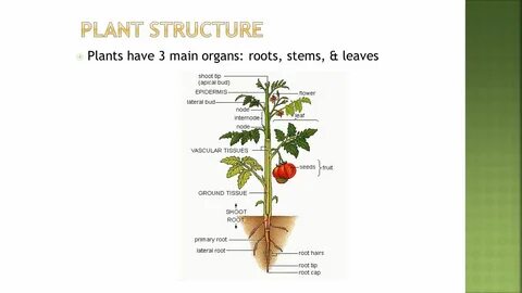 Plant me перевод