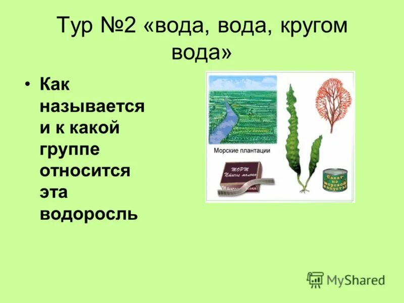 ламинария (отдел бурые водоросли). бурые водоросли фукус строение. к какой группе относится фукус. фукус порфира ульва. к какой группе относится фукус.