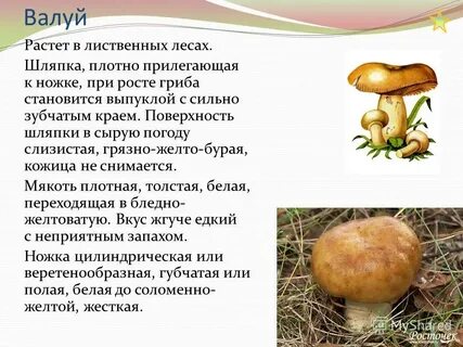 Грибы валуи рецепты
