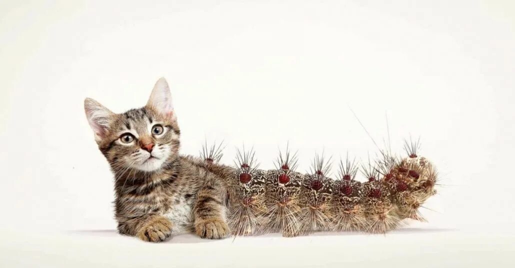 Реклама кошачьего. Креативные кошки. реклама с котиками. креативная реклама кота. креативный котик.