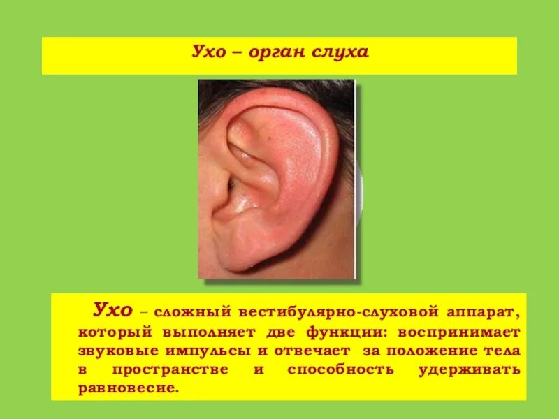 Орган слуха. Слух 2 класс. Уши орган слуха. Слух 2 класс. Слух 2 класс.