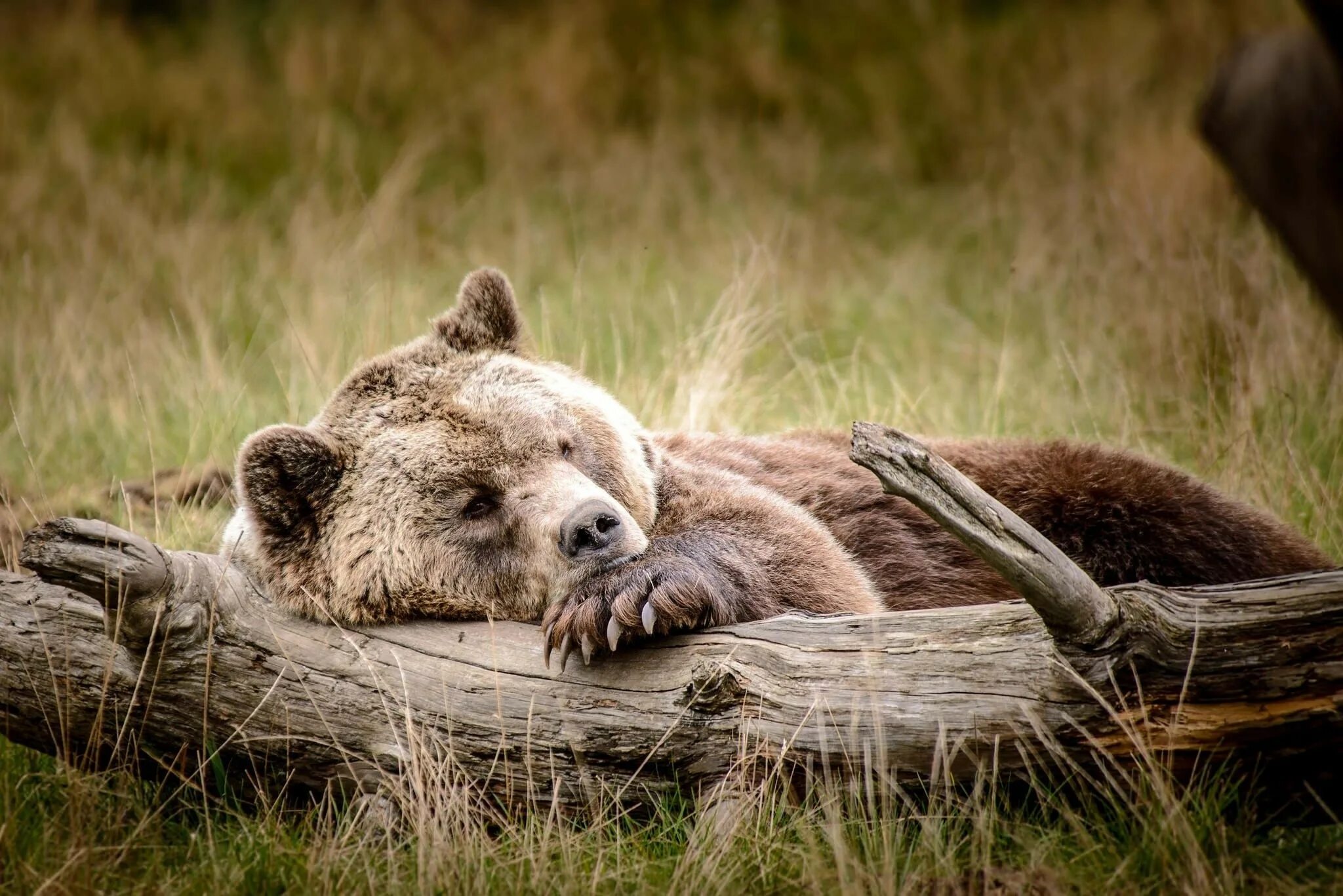 Спящий медведь. Красивый медведь. Природа и животные. Бурый медведь.