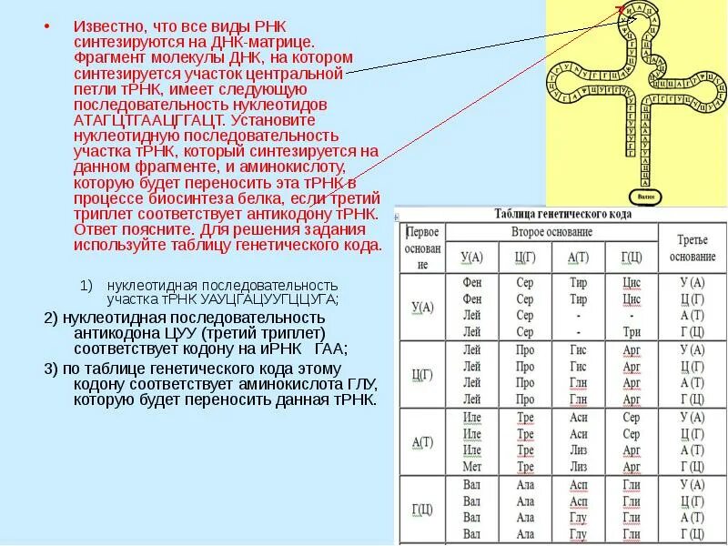 Центральная петля транспортной РНК. Нуклеотидная последовательность участка ТРНК. Установите нуклеотидную последовательность участка ТРНК. Участок центральной петли ТРНК.