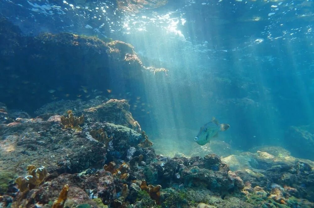 Underwater life. Морские глубины. Морские глубины. Подводное царство фото. Underwater life.