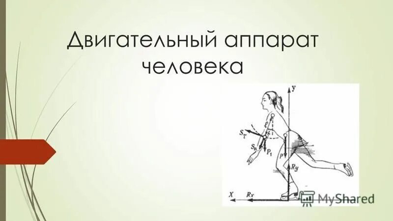 Рычаги первого и второго рода в биомеханике. Рычаги в организме человека физика 8 класс. Траектория в биомеханике это. Биомеханика ударных движений. Афферентная информация.