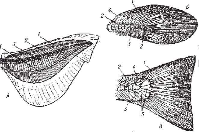 Парные плавники у костных рыб. Неравнолопастной хвостовой плавник у хрящевых рыб. Строение плавников костных рыб. Виды плавников костных рыб. Типы хвостовых плавников у рыб.