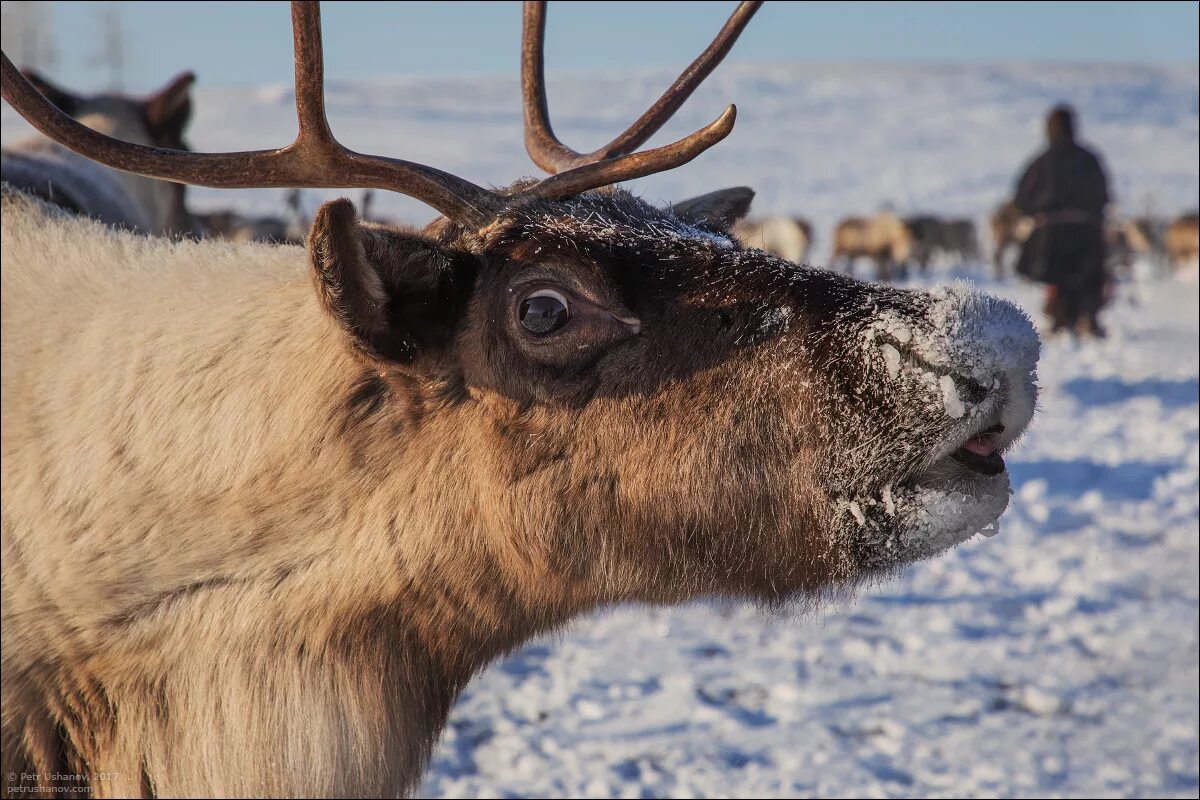 алтайский олень марал. оленеводство в лесотундре. оленеводство в тундре северные олени. заповедник с оленями в городецком районе нижегородской области. олень используют.