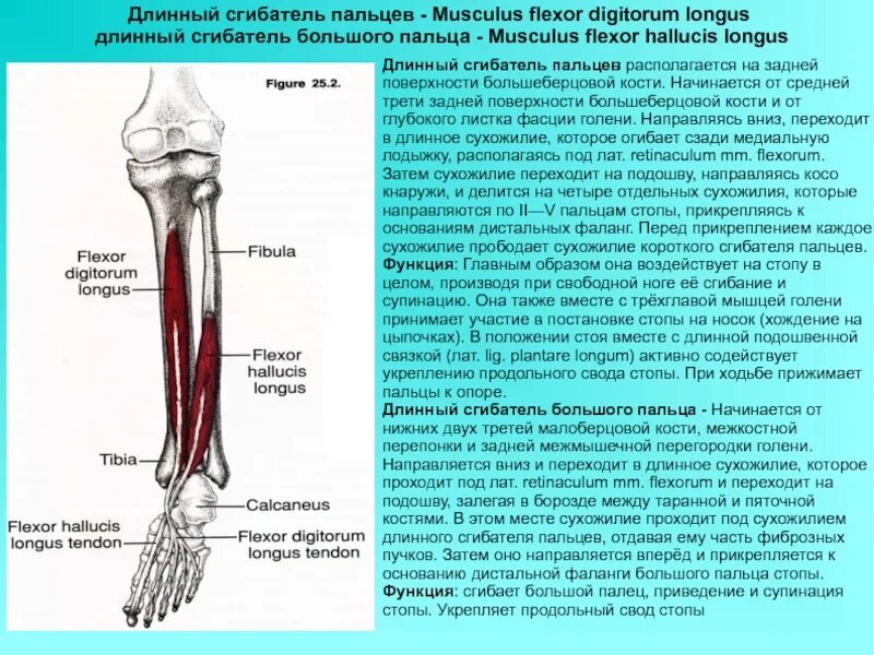 Сгибатель латынь. Длинный сгибатель пальцев мышца голени. Длинный сгибатель пальцев (m. Flexor digitorum Longus). Длинный сгибатель большого пальца стопы анатомия. Длинный сгибатель пальцев голени анатомия.