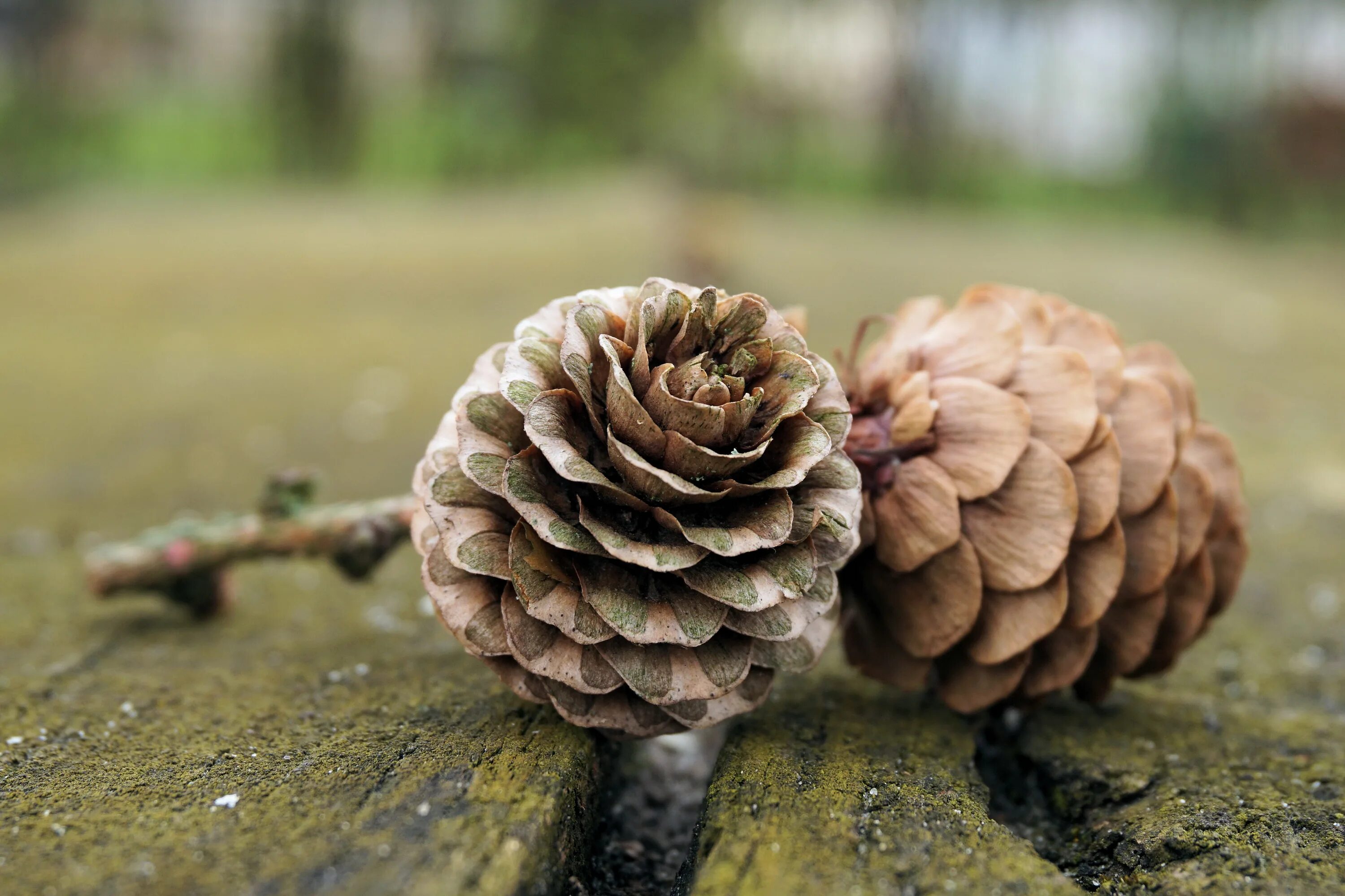 Какого цвета шишки. Какого цвета шишки. Какого цвета шишки. Какого цвета шишки. Какого цвета шишки.