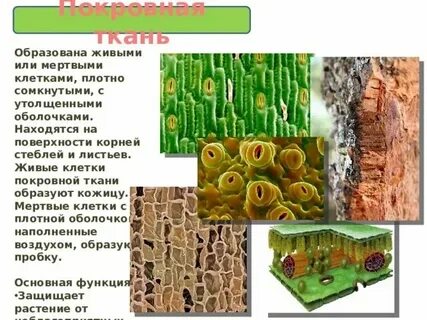 Ткань образованная в основном мертвыми клетками