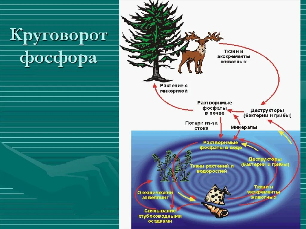Фосфор в биосфере. Круговорот фосфора ( по п. дювиньо и м. тангу ). круговорот фосфора в природе кратко. составьте схему круговорота фосфора. круговорот фосфора (по ф. рамаду, 1981).