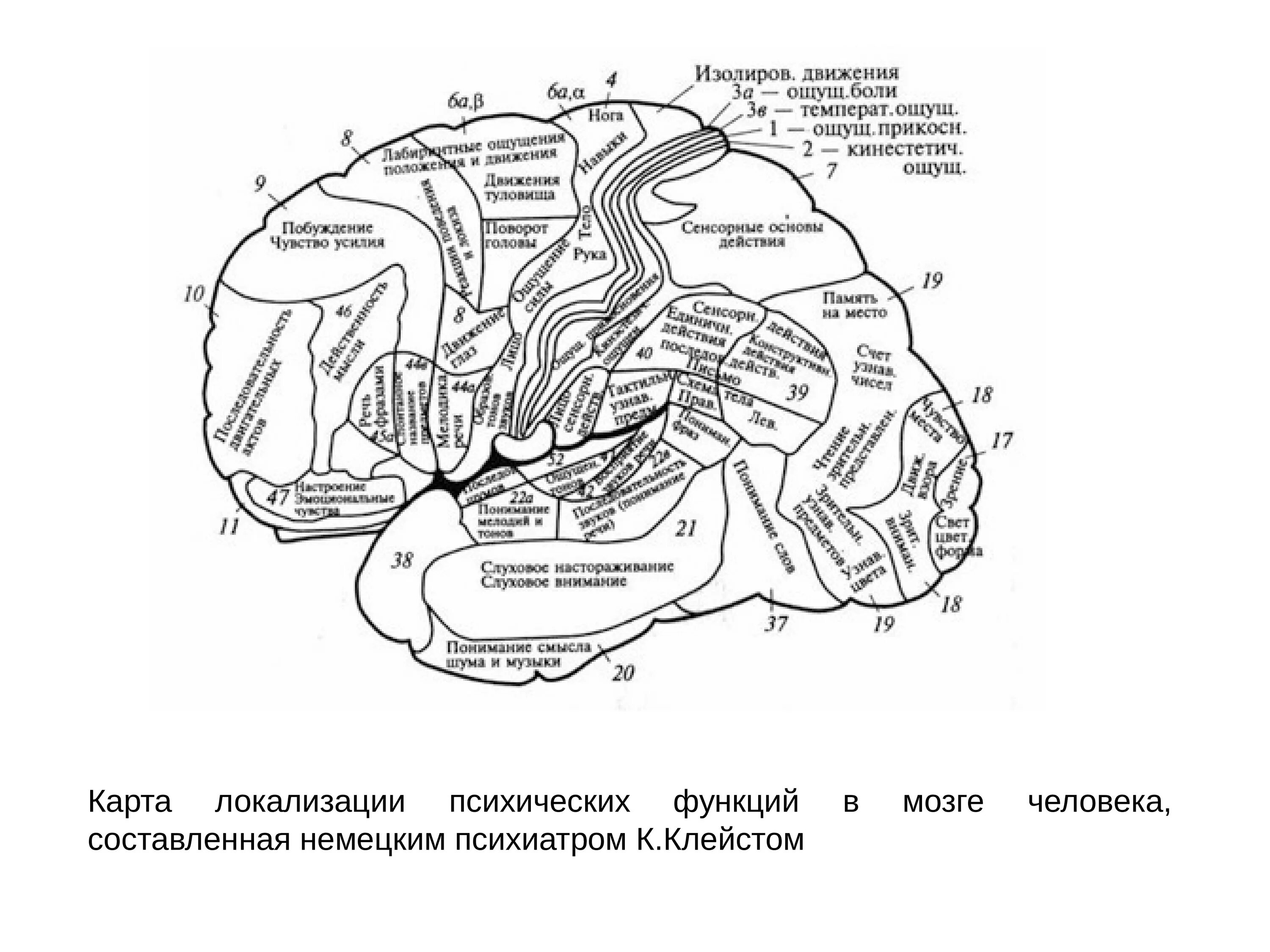 К Клейст локализационная карта мозга. Локализационная карта к. Кляйста. Картам локализаций психических функций мозга. Локализационная карта Клейста или клейма. Локализация психических функций в мозге
