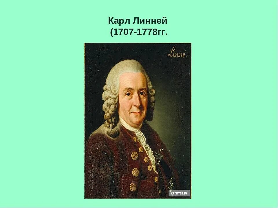 Линней ученый биолог. Карл линней (1707-1778). к.линней - (1707-1778). карл линней (1707–1778 г.г.). к. линнея (1707-1778.