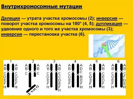 Поворот хромосомы на 180 это