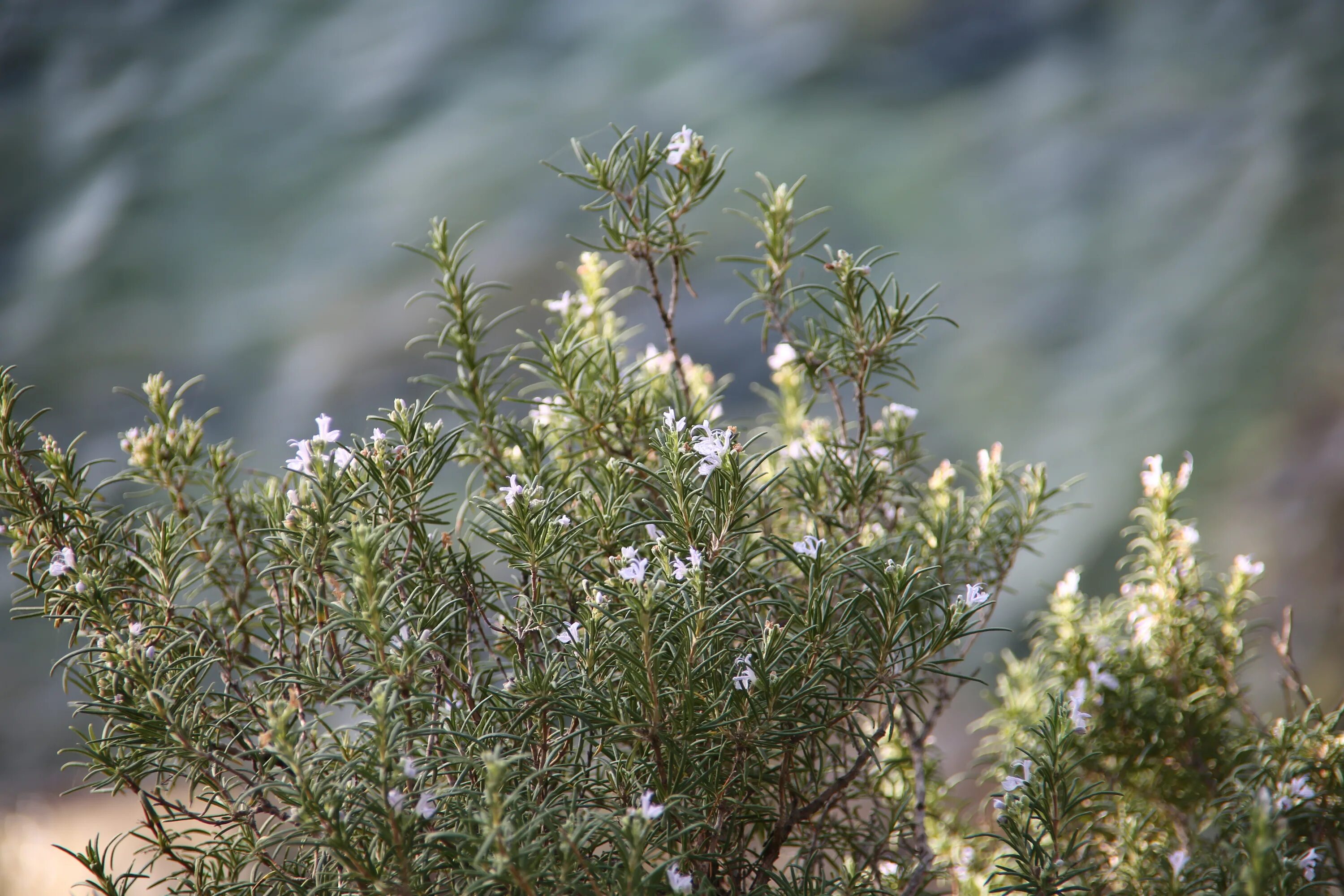 Rosmarinus officinalis. Розмарин куст. Дикий розмарин. Розмарин дерево.