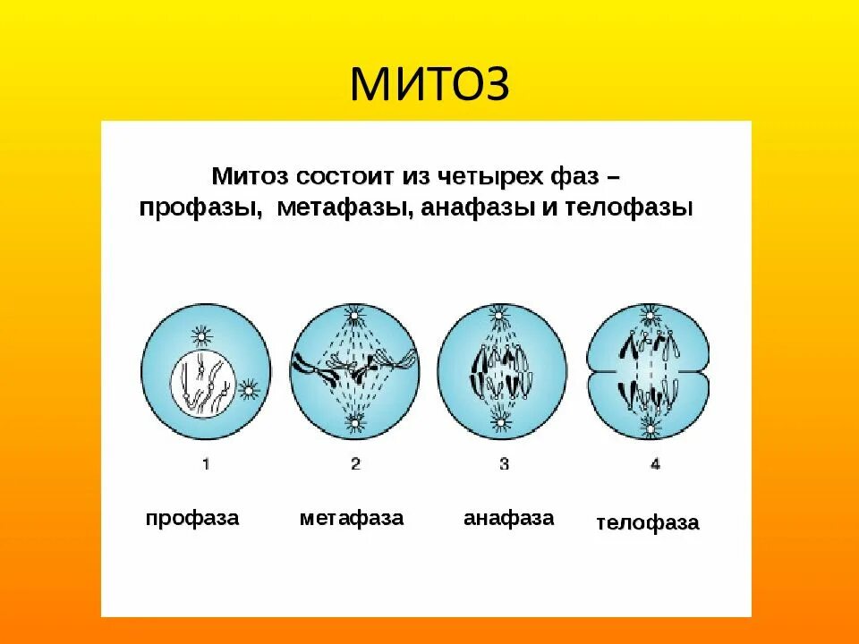 Процесс деления клетки митозом. Строение клетки фазы митоза. Цикл развития митоз. Типы деления клеток митоз. Деление характерное для соматических клеток