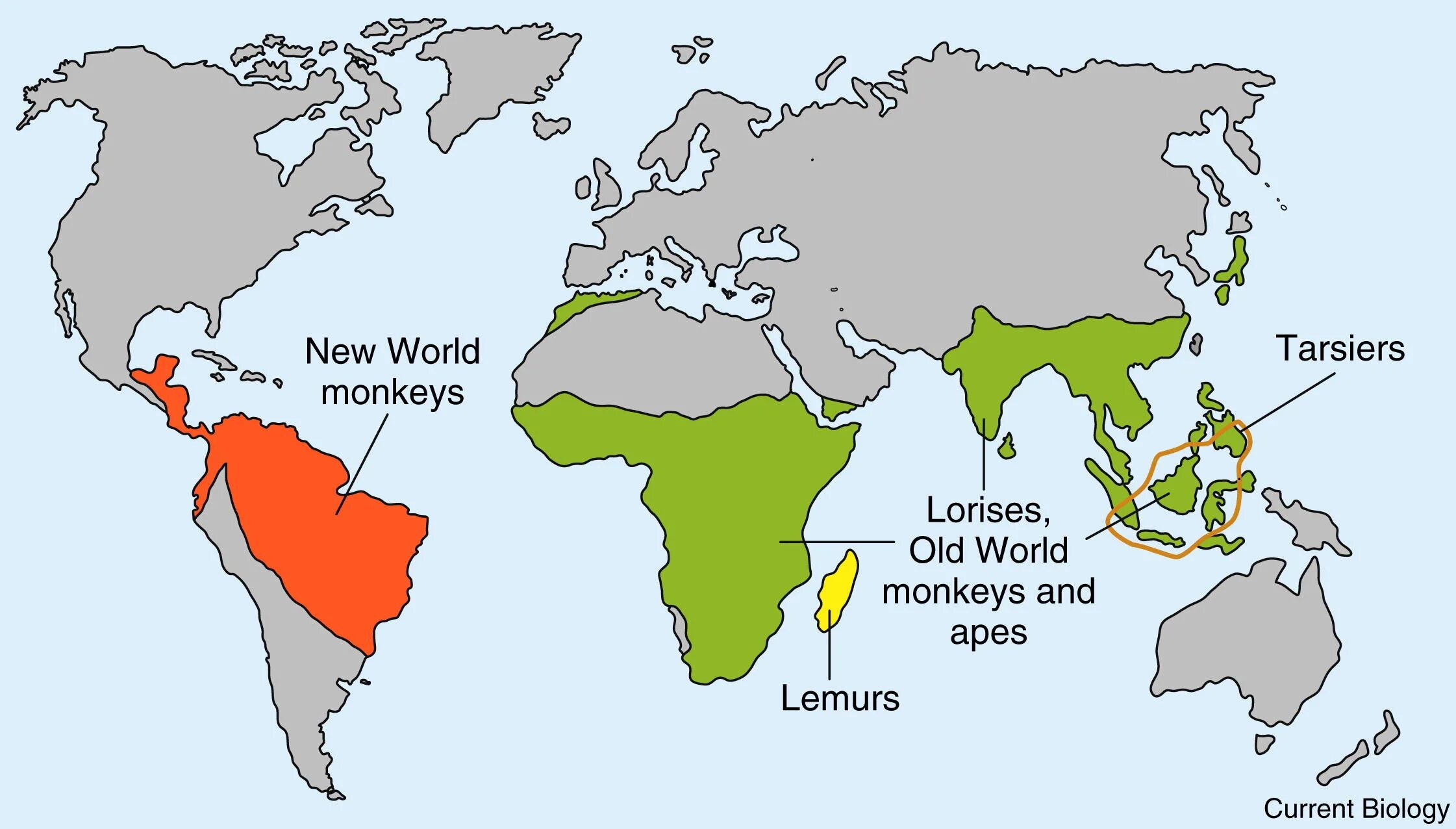 Старый свет биология. Ареал обитания обезьян. Ореол обитания приматов.