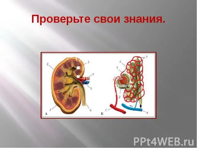 Выделение 8 класс биология. Выделительная система биология 8 класс. Выделение урок по биологии 8 класс. Органы выделения человека 8 класс биология. Урок выделение 8 класс