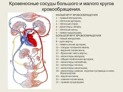 Артериальные сосуды большого круга кровообращения