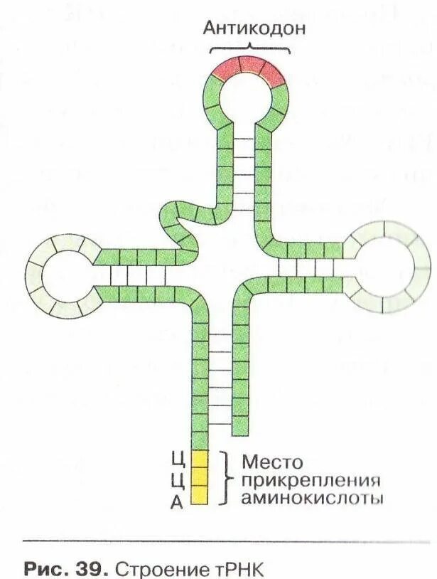 Имеет форму клеверного листа является матрицей