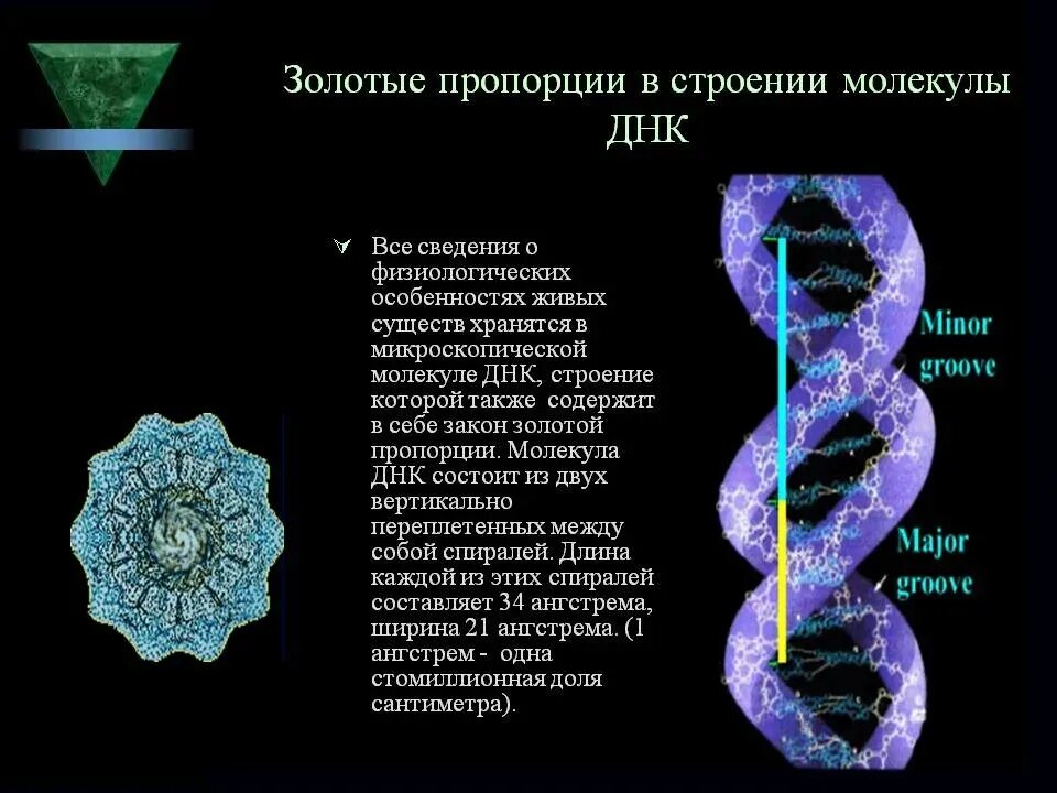 Молекула ДНК золотое сечение. Строение ДНК. Структура молекулы ДНК. Спираль ДНК золотое сечение. Достройте молекулу днк