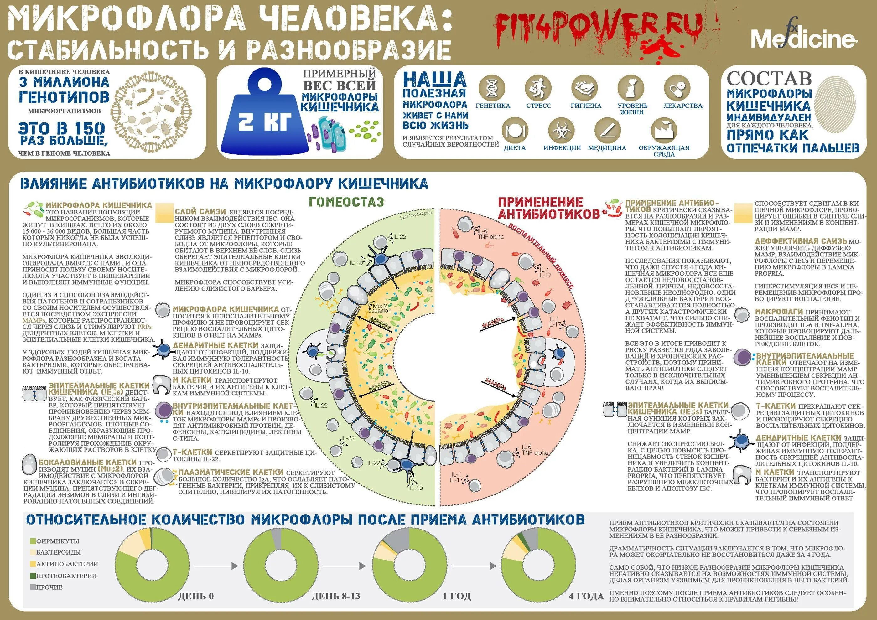 После приема антибиотиков. Влияние антибиотиков на микрофлору кишечника. Диета при антибиотиках у детей. Влияние антибиотиков на кишечник. Иммунные клетки кишечника