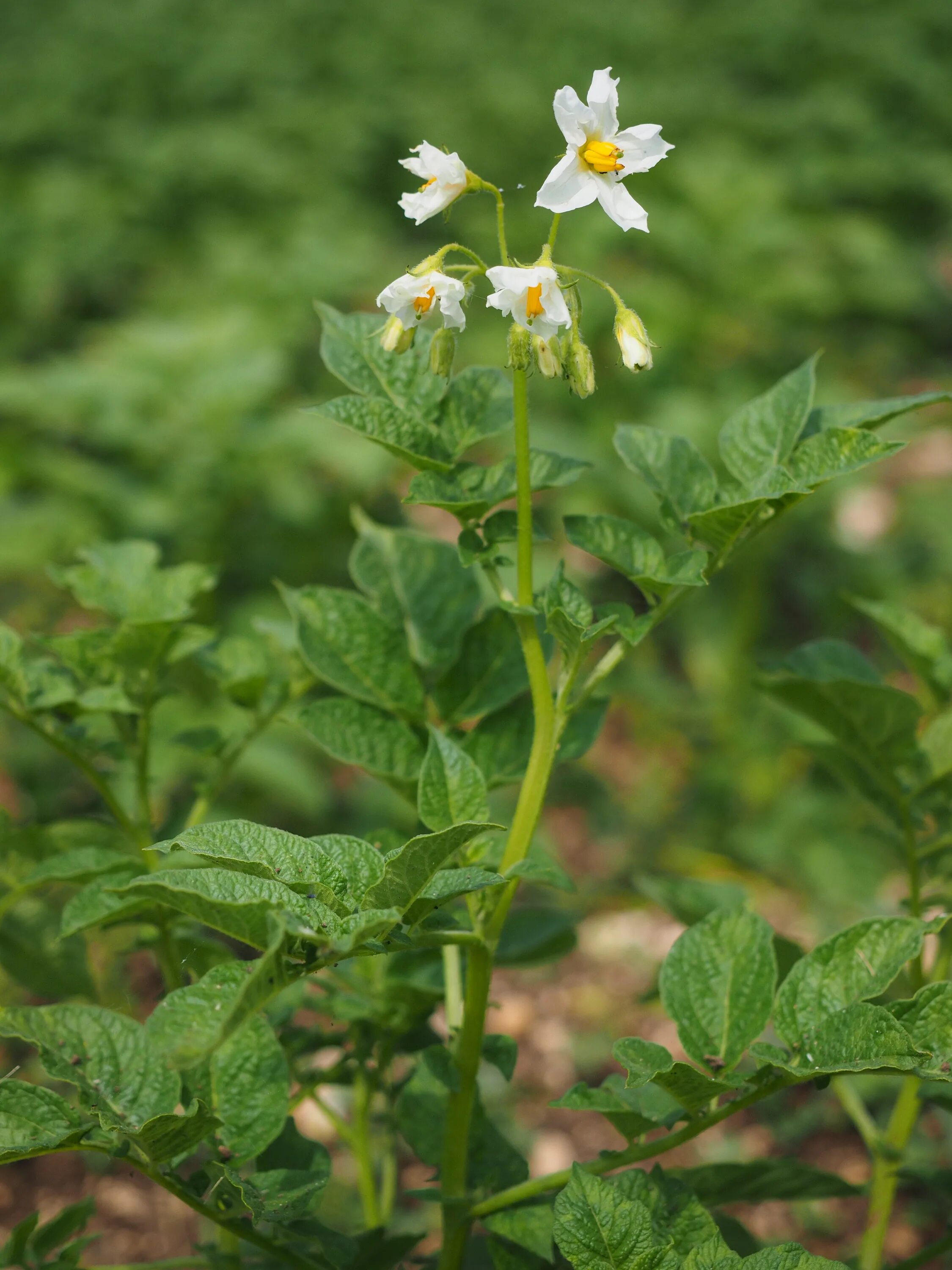 Картофель дикий (Solanum Dulcamara). Solanum tuberosum цветок. Solanum tuberosum побеги. Солянум туберозум. Семейство цветка картофеля