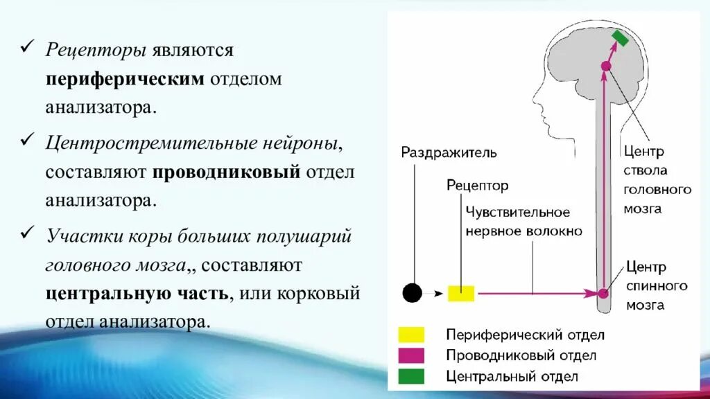 Назовите органы чувств почему павлов рецепторы органов. Периферический проводниковый Центральный отделы анализаторов. Общие положения учения и.п.Павлова об анализаторах. Периферический отдел двигательного анализатора. Схема анализатора.