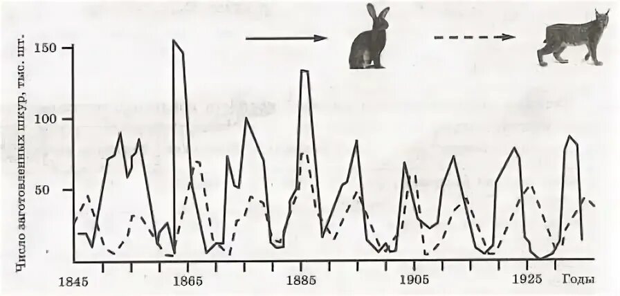 На графиках продемонстрированы изменения численности жертвы зайцев