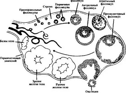Формирование фолликула в яичнике