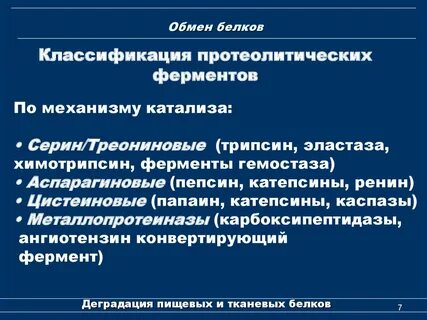 Роль протеолитических ферментов
