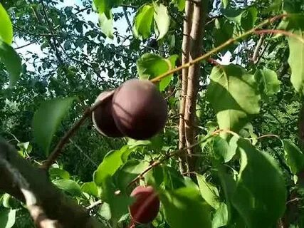 Сорт абрикоса черный принц