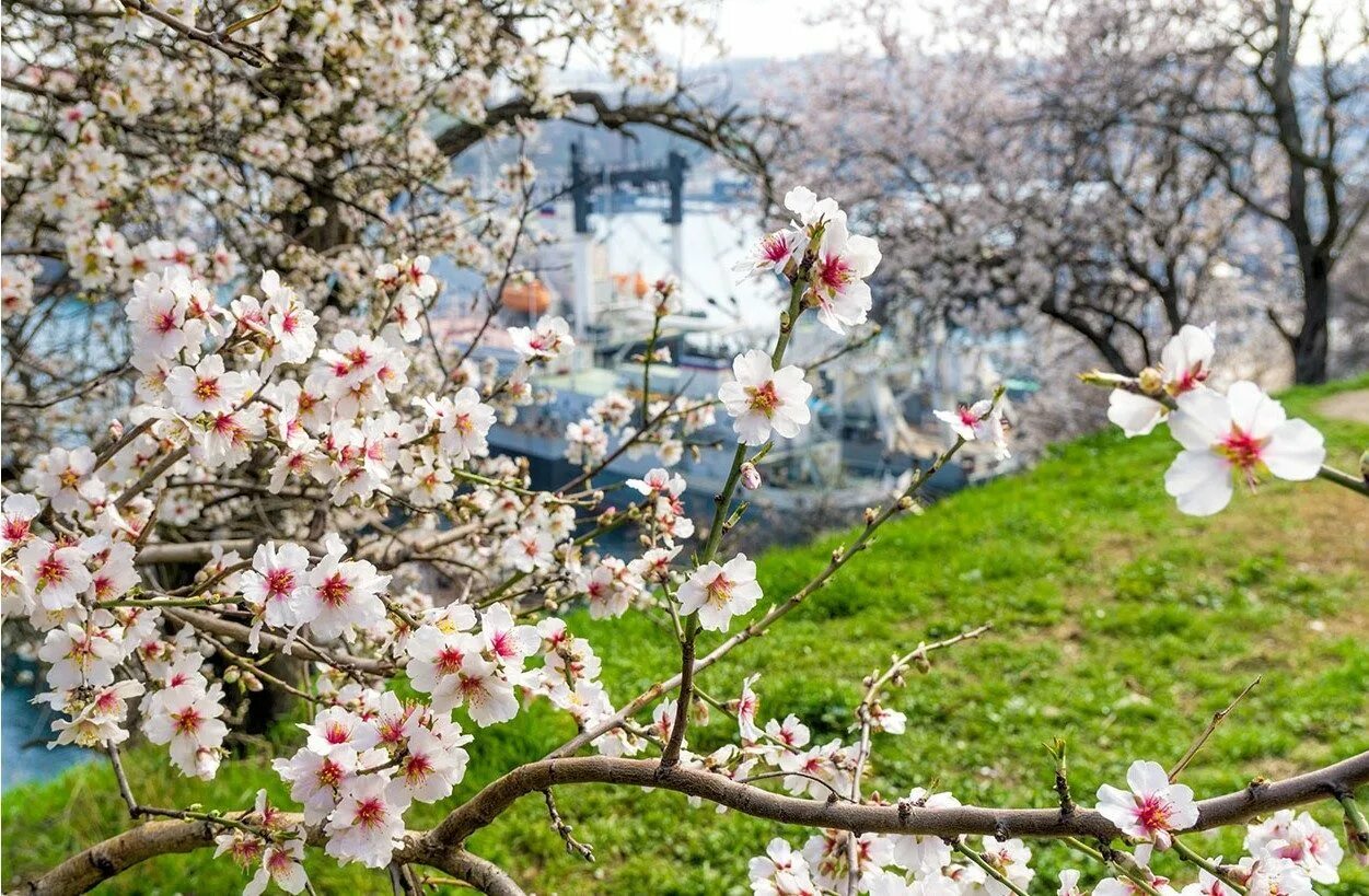 Какие деревья цветут в апреле. Цветение миндаля в Крыму. Цветение миндаля в Севастополе. Цветущие деревья Крым миндаль.