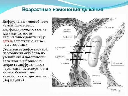 Поверхность альвеол