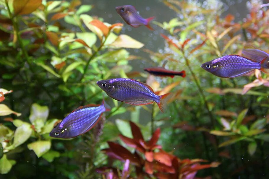 Радужница бирюзовая (Melanotaenia lacustris) - аквариумная рыбка в Екатеринбурге
