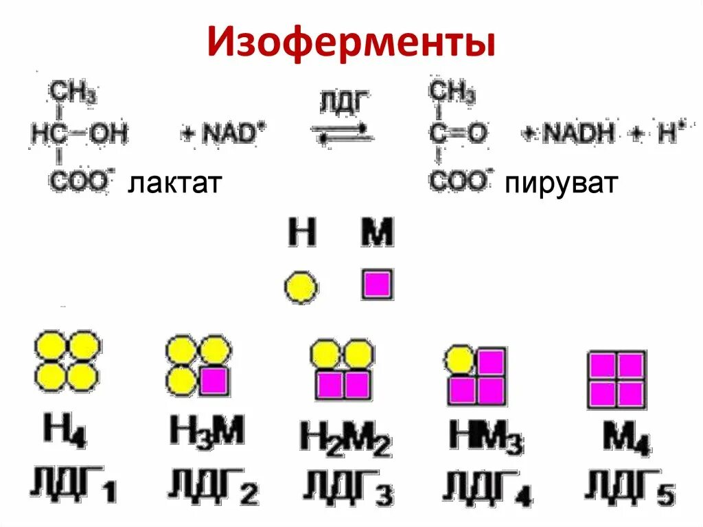 Ферменты изоферменты. Строение изоферментов ЛДГ. Строение изоферментов биохимия. Ферменты изоферменты изоформы ферментов на примере креатинкиназы. Изоферментный спектр лактатдегидрогеназы ЛДГ.