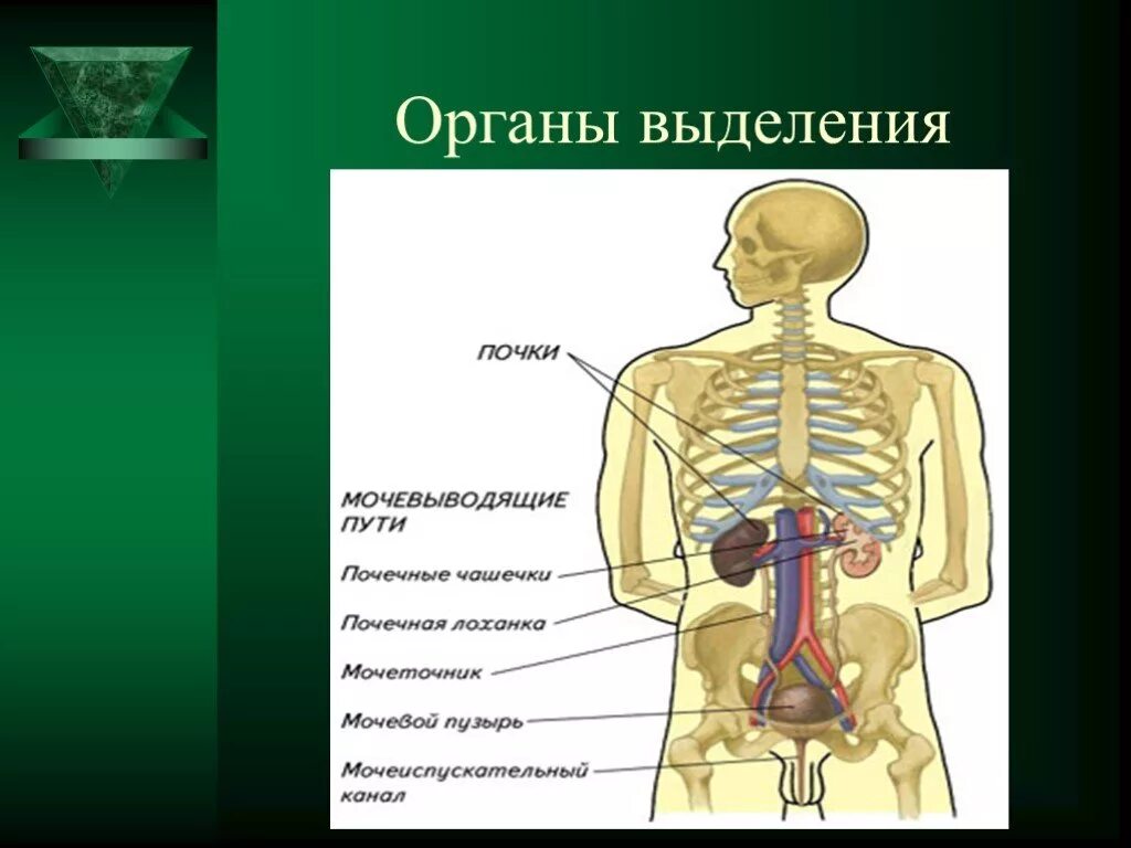 Органы выделения человека презентация. Органы выделения 8 класс биология.