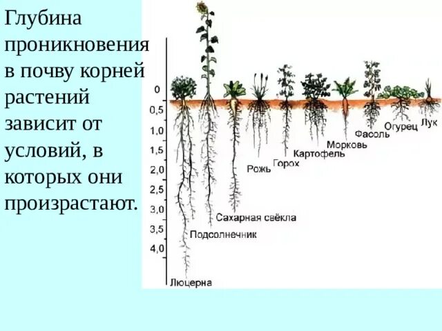 Проникнуть в глубь. Корневая система растений глубина.