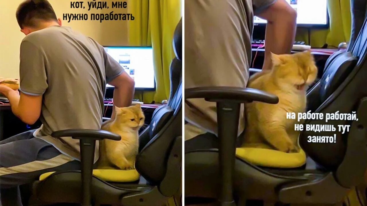 Котик на работе. Мемы про работу. Коты приколы про работу. Котик на работе прикол.
